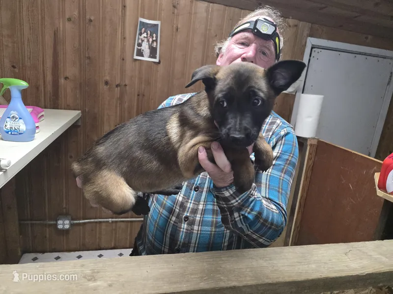 Spicey 2 – Belgian Malinois, German Shepherd Dog puppy for sale in Bellingham, WA