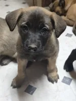 Spicey 2, a male Belgian Malinois and German Shepherd Dog for sale in Bellingham, WA – Photo 2 of 10