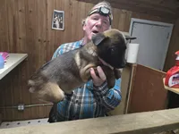 Spicey 2, a male Belgian Malinois and German Shepherd Dog for sale in Bellingham, WA – Photo 9 of 10