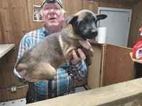 Spicey 2, a male Belgian Malinois and German Shepherd Dog for sale in Bellingham, WA – Photo 8 of 10