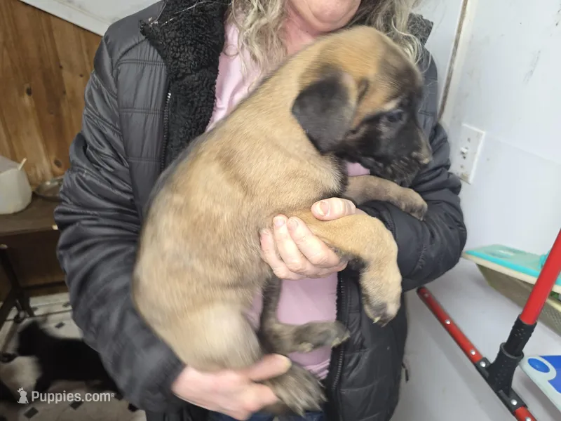 Spicey 2 – Belgian Malinois, German Shepherd Dog puppy for sale in Bellingham, WA