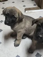 Spicey 2, a male Belgian Malinois and German Shepherd Dog for sale in Bellingham, WA – Photo 3 of 10