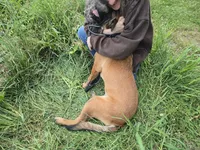 Rex, a male Belgian Malinois for sale in Bellingham, WA – 8 of 8