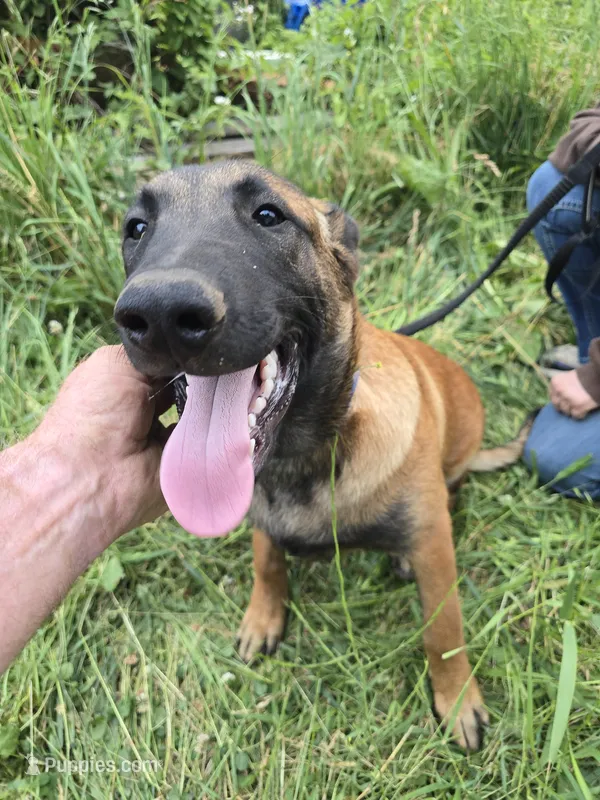 Cooper – Belgian Malinois puppy for sale in Bellingham, WA