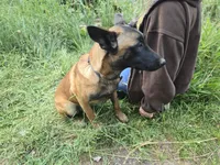 Ginger, a female Belgian Malinois for sale in Bellingham, WA – 2 of 8