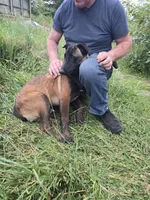 Rex, a male Belgian Malinois for sale in Bellingham, WA – 5 of 8