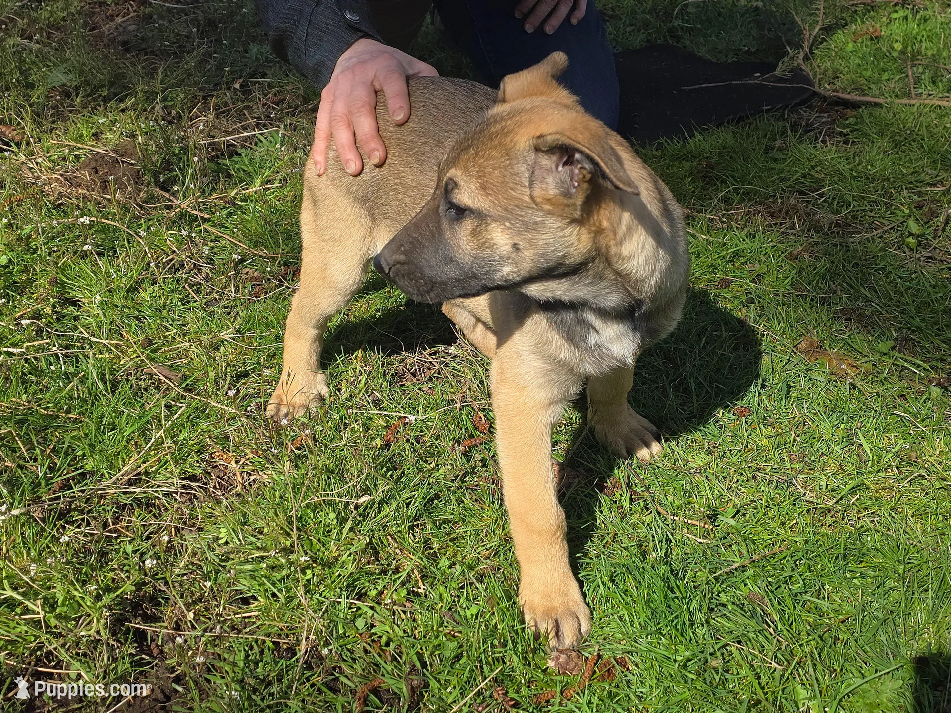 Miss vocal, a female German Shepherd Dog and Labrador Retriever for sale in Bellingham, WA – 3 of 5