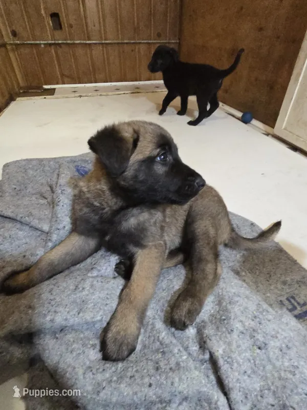 Big – Belgian Malinois, Labrador Retriever puppy for sale in Bellingham, WA