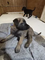 Big, a male Belgian Malinois and Labrador Retriever for sale in Bellingham, WA – 1 of 4