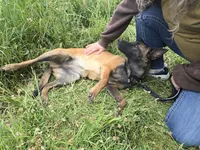 Stella , a male Belgian Malinois for sale in Bellingham, WA – 5 of 10