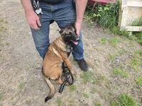 Kona, a female Belgian Malinois for sale in Bellingham, WA – 7 of 10