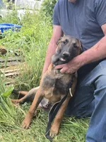 Rex, a male Belgian Malinois for sale in Bellingham, WA – 7 of 8