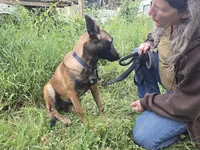 Stella , a male Belgian Malinois for sale in Bellingham, WA – 7 of 10