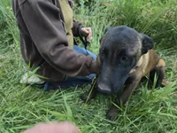 Rex, a male Belgian Malinois for sale in Bellingham, WA – 1 of 8