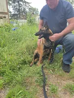 Kona, a female Belgian Malinois for sale in Bellingham, WA – 4 of 10