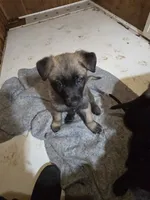 Big, a male Belgian Malinois and Labrador Retriever for sale in Bellingham, WA – 3 of 4
