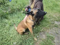 Ginger, a female Belgian Malinois for sale in Bellingham, WA – 4 of 8