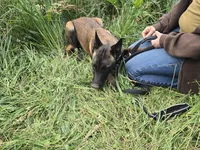 Payton, a female Belgian Malinois for sale in Bellingham, WA – 7 of 10