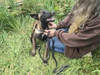 Payton, a female Belgian Malinois for sale in Bellingham, WA – 6 of 10
