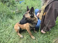 Ginger, a female Belgian Malinois for sale in Bellingham, WA – 3 of 8