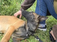 Stella , a male Belgian Malinois for sale in Bellingham, WA – 2 of 10