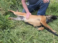 Cooper, a male Belgian Malinois for sale in Bellingham, WA – 4 of 5