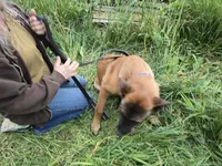 Rex, a male Belgian Malinois for sale in Bellingham, WA – 3 of 8