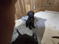 Strong, a male Belgian Malinois and Labrador Retriever for sale in Bellingham, WA – 1 of 2