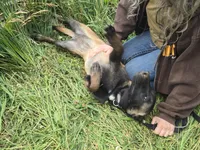 Payton, a female Belgian Malinois for sale in Bellingham, WA – 4 of 10