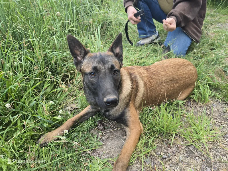 Stella  – Belgian Malinois puppy for sale in Bellingham, WA