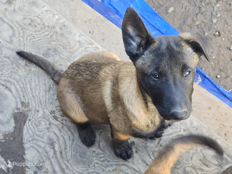 Fierce , a male Belgian Malinois for sale in Bellingham, WA – Photo 1 of 1