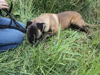 Tundra, a male Belgian Malinois for sale in Bellingham, WA – 3 of 7