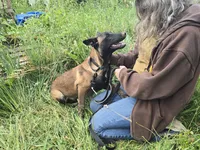Payton, a female Belgian Malinois for sale in Bellingham, WA – 3 of 10