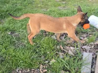 Mahogony, a male Belgian Malinois for sale in Bellingham, WA – Photo 2 of 4