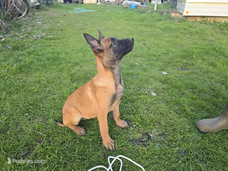 Mahogony – Belgian Malinois puppy for sale in Bellingham, WA