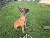 Mahogony, a male Belgian Malinois for sale in Bellingham, WA – Photo 1 of 4