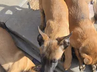 Mahogony, a male Belgian Malinois for sale in Bellingham, WA – Photo 2 of 4