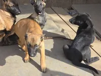 Mahogony, a male Belgian Malinois for sale in Bellingham, WA – Photo 3 of 4