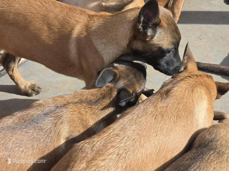 Mahogony – Belgian Malinois puppy for sale in Bellingham, WA