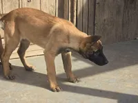 Mahogony, a male Belgian Malinois for sale in Bellingham, WA – Photo 4 of 4