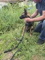 Stella , a male Belgian Malinois for sale in Bellingham, WA – 9 of 10