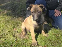 sweetie pie, a female German Shepherd Dog and Labrador Retriever for sale in Bellingham, WA – Photo 2 of 2