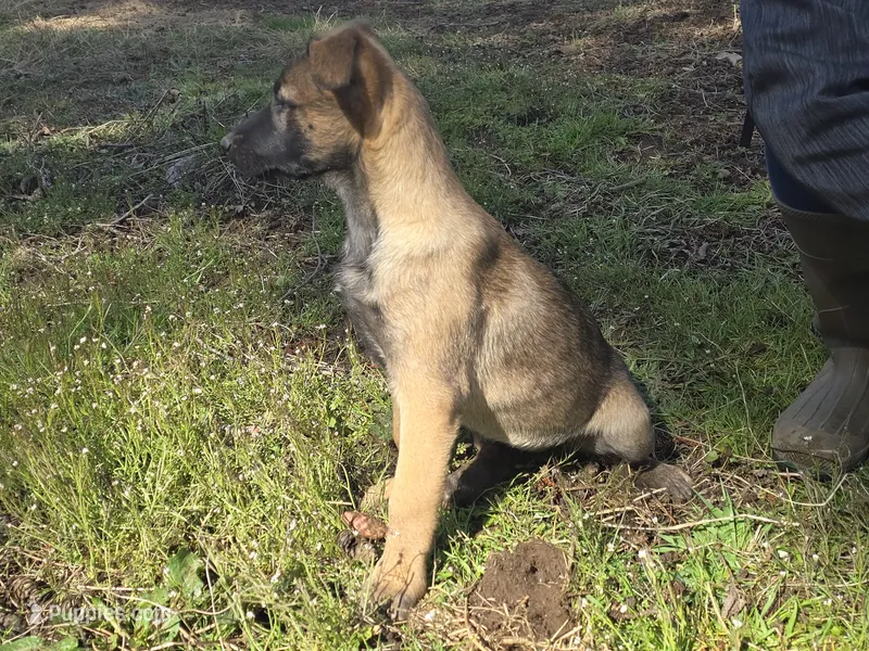 sweetie pie, a female German Shepherd Dog and Labrador Retriever for sale in Bellingham, WA – Photo 1 of 2