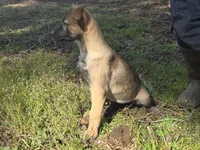 sweetie pie, a female German Shepherd Dog and Labrador Retriever for sale in Bellingham, WA – Photo 1 of 2