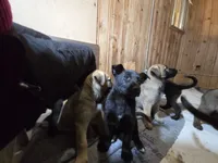 Cutest , a female Belgian Malinois and Labrador Retriever for sale in Bellingham, WA – 2 of 3
