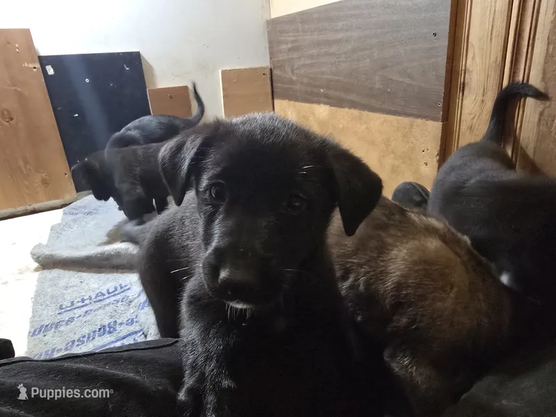Cutest  – Belgian Malinois, Labrador Retriever puppy for sale in Bellingham, WA