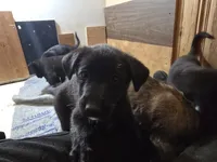 Cutest , a female Belgian Malinois and Labrador Retriever for sale in Bellingham, WA – 1 of 3