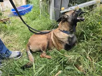 Kona, a female Belgian Malinois for sale in Bellingham, WA – 10 of 10
