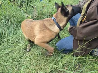 Payton, a female Belgian Malinois for sale in Bellingham, WA – 8 of 10