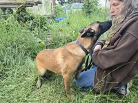 Ginger, a female Belgian Malinois for sale in Bellingham, WA – 8 of 8